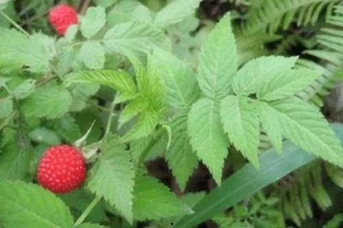 水莓100国产免费,国产手机新势力崛起  第2张