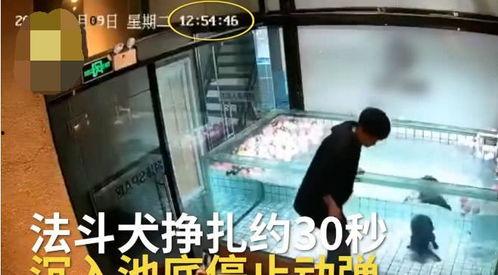 主人调教视频国产,从调教视频看国产崛起之路 第3张 主人调教视频国产,从调教视频看国产崛起之路 第3张